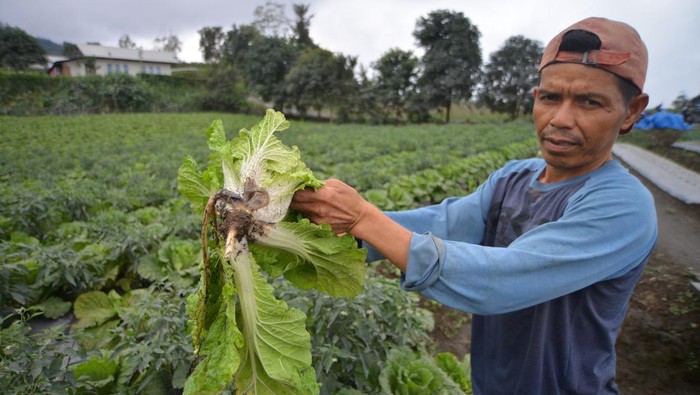 Petani menunjukkan tanaman cabai yang diselimuti abu vulkanik di Nagari Aia Angek, Tanah Datar, Sumatera Barat, Sabtu (30/12/2023). Petani di kaki Gunung Marapi mengeluhkan tanamannya rusak akibat abu vulkanik yang turun terus-menerus dalam beberapa hari terakhir. ANTARA FOTO/Iggoy el Fitra/Spt.