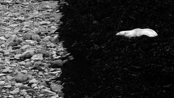 The Wait karya Csaba Tokolyi menjuarai kategori Nature. Foto: Csaba Tokolyi/2023 reFocus Awards Black and White Photo Contest