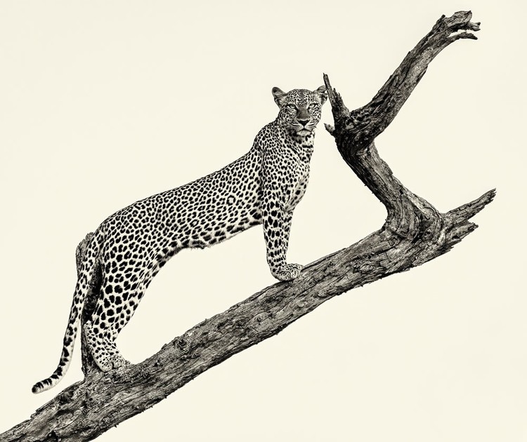 2023 reFocus Awards Black and White Photo Contest