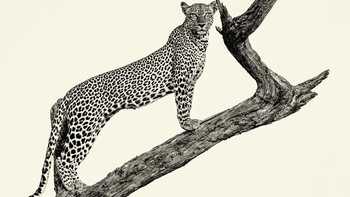 Queen of the North karya Sushil Chauhan dinobatkan sebagai juara kategori Wildlife.Foto: Sushil Chauhan/2023 reFocus Awards Black and White Photo Contest