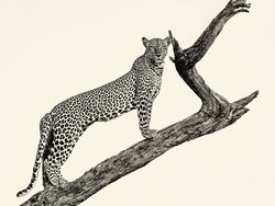 Karya Jawara Kontes Foto Hitam Putih yang Menyihir Mata