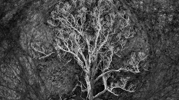 Tree of Life karya Julie Kenny didapuk sebagai juara kategori Aerial. Foto: Julie Kenny/2023 reFocus Awards Black and White Photo Contest