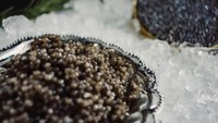 Ikan starlet yang hidup di perairan Laut Kaspia, Laut Hitam, Laut Baltic, Laut Barents, hingga Lautan Azov dinyatakan sebagai hewan langka. Sehingga caviar yang dihasilkan harus diambil dari ikan yang ditambak saja. Foto: TasteAtlas