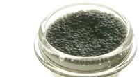 Caviar dari ikan beluga merupakan yang paling terkenal dengan harga jual yang paling tinggi. Biasanya caviar ini didapatkan dari penangkapan ikan beluga liar di laut Kaspia. Foto: TasteAtlas