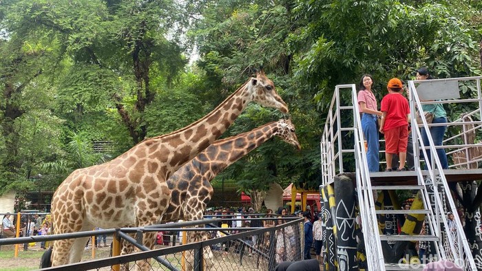 Kebun Binatang Surabaya (KBS) diserbu wisatawan di momentum libur tahun baru. Lalin di sekitar KBS juga padat merayap