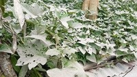 Tanaman di kebun warga desa Nawakote yang diguyur abu vulkanik.