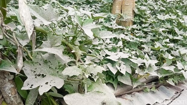 Kondisi pacaraerupsi Gunung Lewotobi Laki-Laki, Flores Timur, NTT, Senin (1/1/2024). (Arnoldus Yurgo Purab)