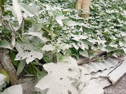 Tanaman di kebun warga desa Nawakote yang diguyur abu vulkanik.