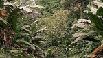 Potret Pascaerupsi Gunung Lewotobi, Kebun-Motor Berselimut Abu Vulkanik