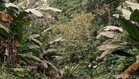 Kondisi jalan menuju Desa Nawakote dan tumbuhan di sekitarnya yang dipenuhi debu abu vulkanik.