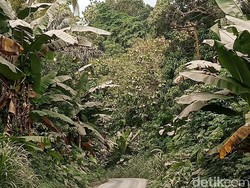 Kondisi jalan menuju Desa Nawakote dan tumbuhan di sekitarnya yang dipenuhi debu abu vulkanik.