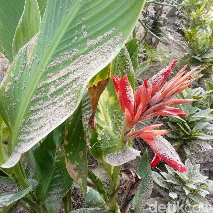 Kondisi pacaraerupsi Gunung Lewotobi Laki-Laki, Flores Timur, NTT, Senin (1/1/2024). (Arnoldus Yurgo Purab)