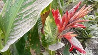 Bunga milik warga di depan rumah yang dipenuhi abu vulkanik setebal 4 sentimeter di Desa Nawakote, Flores Timur.