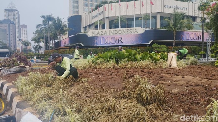 Kondisi tanaman rusak yang tengah diperbaiki petugas di sekitar Bundaran HI (Belia/detikcom)