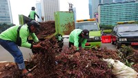 Tanaman yang rusak itu diangkut menggunakan truk.  