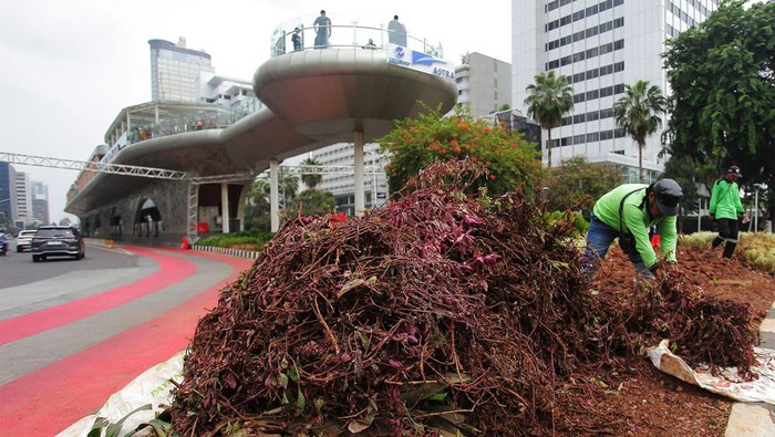 Petugas Dinas Pertamanan dan Hutan Kota Provinsi DKI Jakarta menaikan tanaman hias yang rusak ke truk di Kawasan Bundaran HI, Jakarta, Senin (1/1/2024). Sejumlah tanaman dikawasan tersebut rusak akibat terinjak-injak pada perayaan malam tahun baru 2024. ANTARA FOTO/Reno Esnir/Spt.