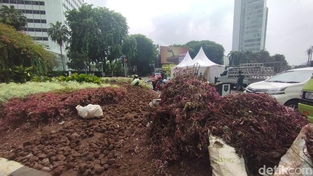 Tanaman rusak di Bundaran HI usai perayaan Tahun Baru 2024 (Brigitta Belia/detikcom)