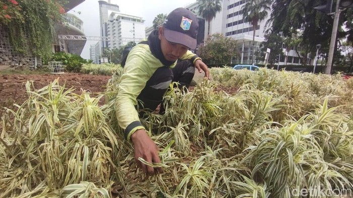 Tanaman rusak di Bundaran HI usai perayaan Tahun Baru 2024 (Brigitta Belia/detikcom)