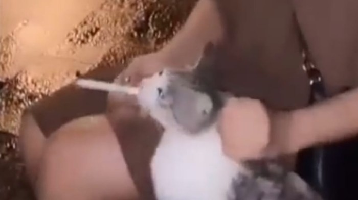 Tangkapan layar wanita memaksa kucing merokok