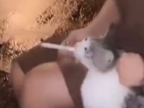 Video Wanita Paksa Kucing Merokok Direkam di Tebing Tinggi Desember 2023