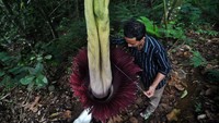 Warga mengukur diameter bunga bangkai yang mekar sempurna di Taman Konservasi Puspa Langka, Kabupaten Kepahiang, Bengkulu, Senin (1/1/2024).