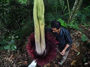 Penampakan Bunga Bangkai Mekar Sempurna di Bengkulu