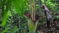 Bunga itu setinggi 140 cm dan berdiameter 90 cm.  