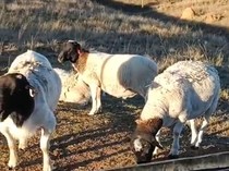 Marak Domba Dorper Ilegal, IADSA Imbau Beli Legal Jamin Kualitas Mutu