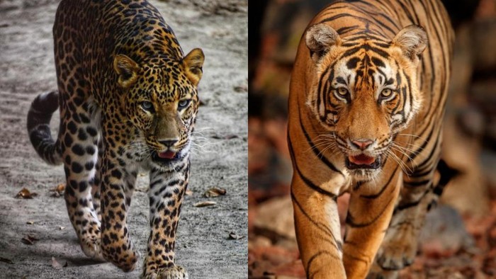 Beda Macan dan Harimau.