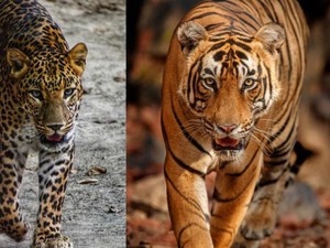 Beda Macan dan Harimau: Klasifikasi, Corak, Bentuk, dan Habitat