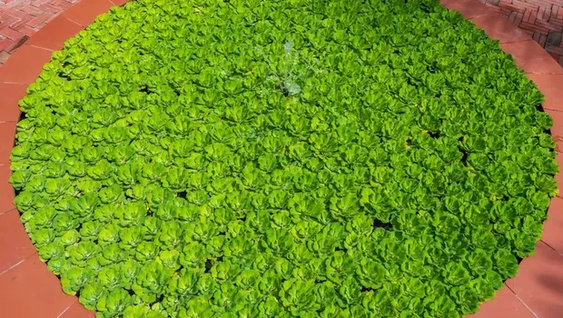 5 Fakta Mankai, Sayuran Terkecil di Dunia yang Banyak Khasiat