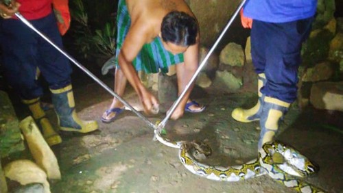 Petugas mengevakuasi ular piton sepanjang 3 meter yang masuk ke pekarangan rumah warga dan memangsa ternak di wilayah Banjar Batan Nyuh, Kelurahan Karangasem, Bali, Selasa (2/1/2024). (Foto: Dok. Damkartan Karangasem)