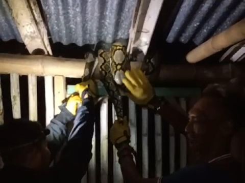 Proses evakuasi ular piton sepanjang 3 meter oleh petugas Damkar Wonogiri di wilayah Kelurahan Wonoboyo, Kecamatan Wonogiri Kota, Kabupaten Wonogiri, Selasa (2/1/2023) dini hari.