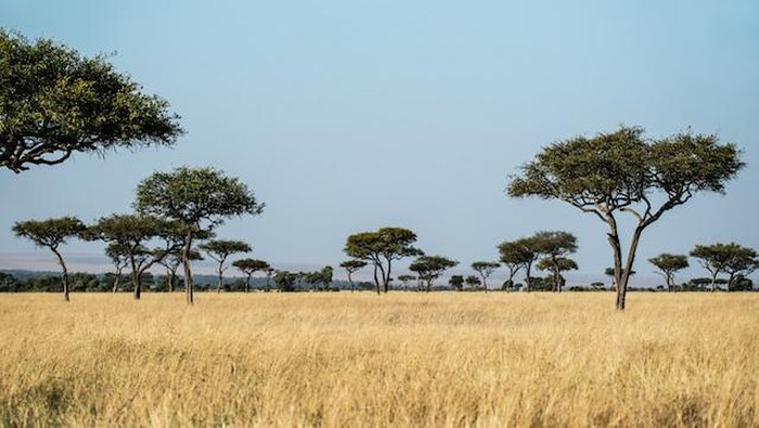 Sabana Afrika.