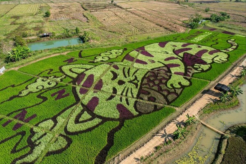Sawah berlukiskan kucing yang unik