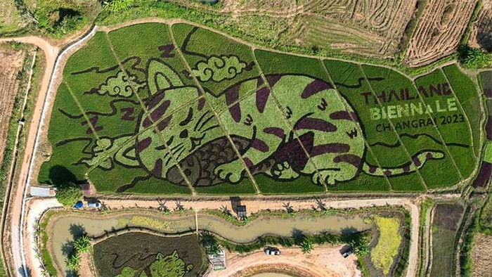 Sawah berlukiskan kucing yang unik