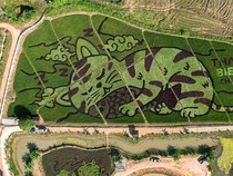 Keren! Petani di Thailand Melukis Kucing di Hamparan Sawah