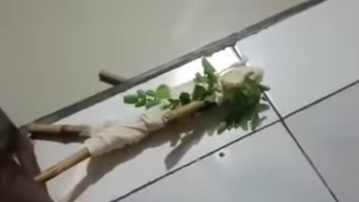 Teror pocong mini di Pasuruan