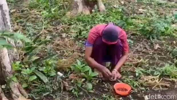 Warga Lamongan mencari enthung ulat jati.