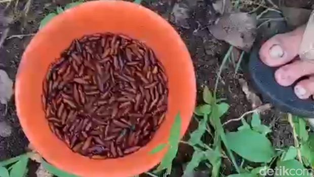 Warga Lamongan mencari enthung ulat jati.