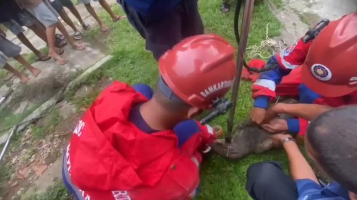 Biawak masuk rumah warga Jambi dievakuasi.