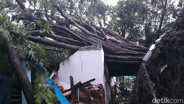 Dua pohon beringin di Umbul Pengging Boyolali tumbang disapu angin, Rabu (3/1/2024).