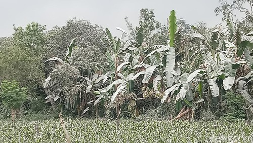 Hujan abu yang menyelimuti pisang dan jagung di Desa Hokeng Jaya.