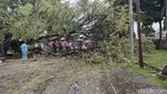 Penampakan Pohon Tumbang Usai Angin Kencang Melanda Kota Solo