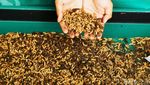 Ragam Produk Turunan Larva Maggot Pencetak Cuan Puluhan Juta