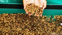 Maggot punya nilai lebih dari sekadar membantu pelestarian lingkungan. Foto: Eduardo Simorangkir