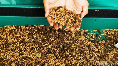 Ragam Produk Turunan Larva Maggot Pencetak Cuan Puluhan Juta