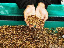 Ragam Produk Turunan Larva Maggot Pencetak Cuan Puluhan Juta