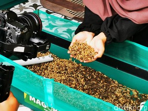 Cara Budidaya Maggot Lalat BSF dari Sampah Organik sampai Bisa Dipanen