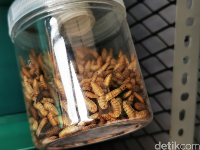 Maggot dari Magobox Maggot dari Magobox